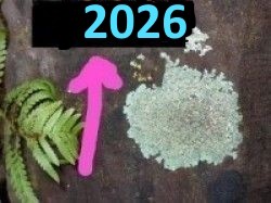 KALENDER FÜR 2026